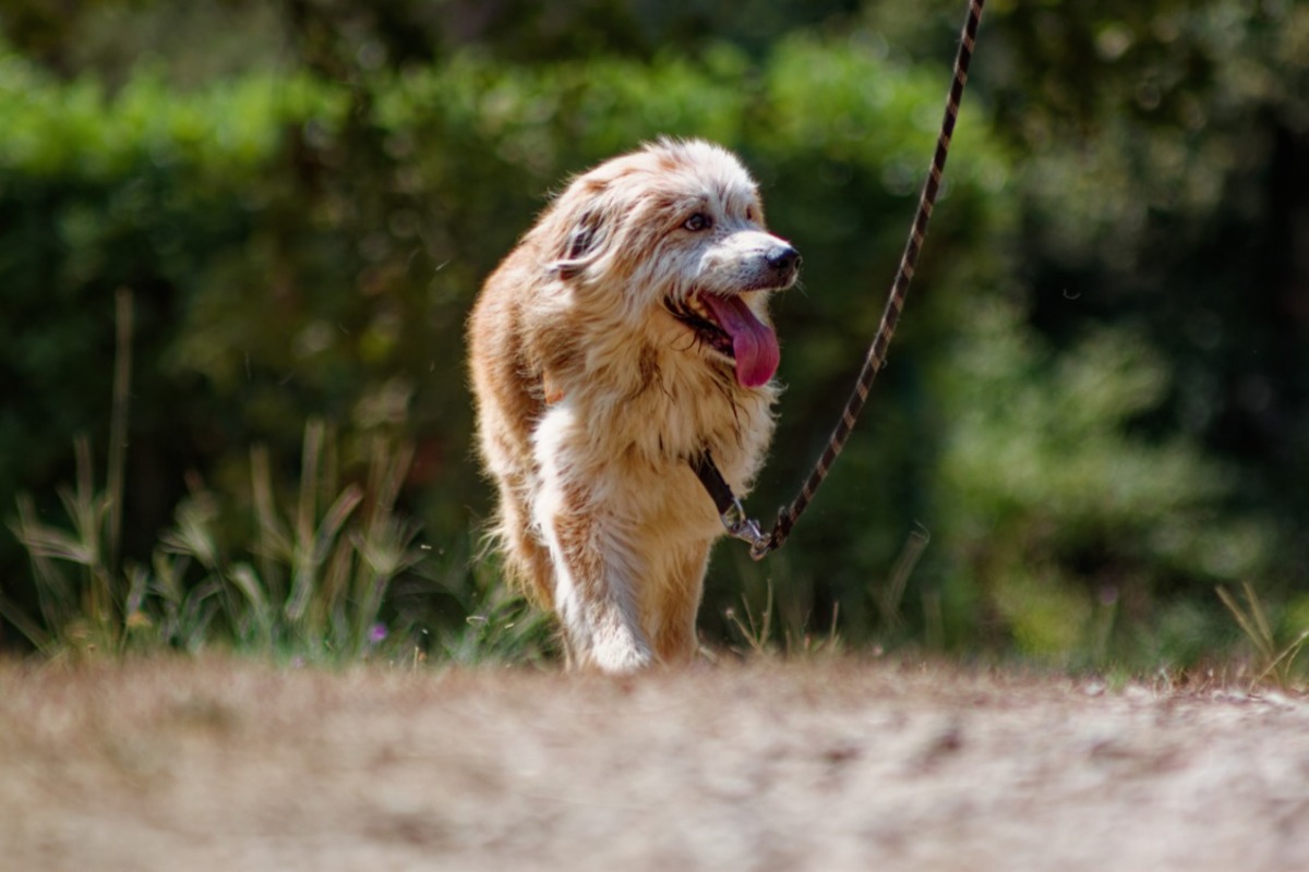 Adoption Filou