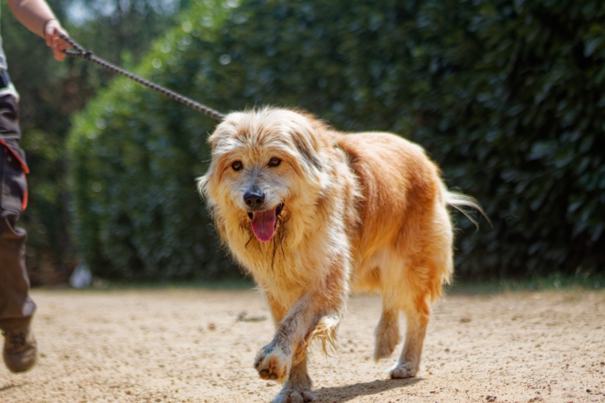 Adoption Filou