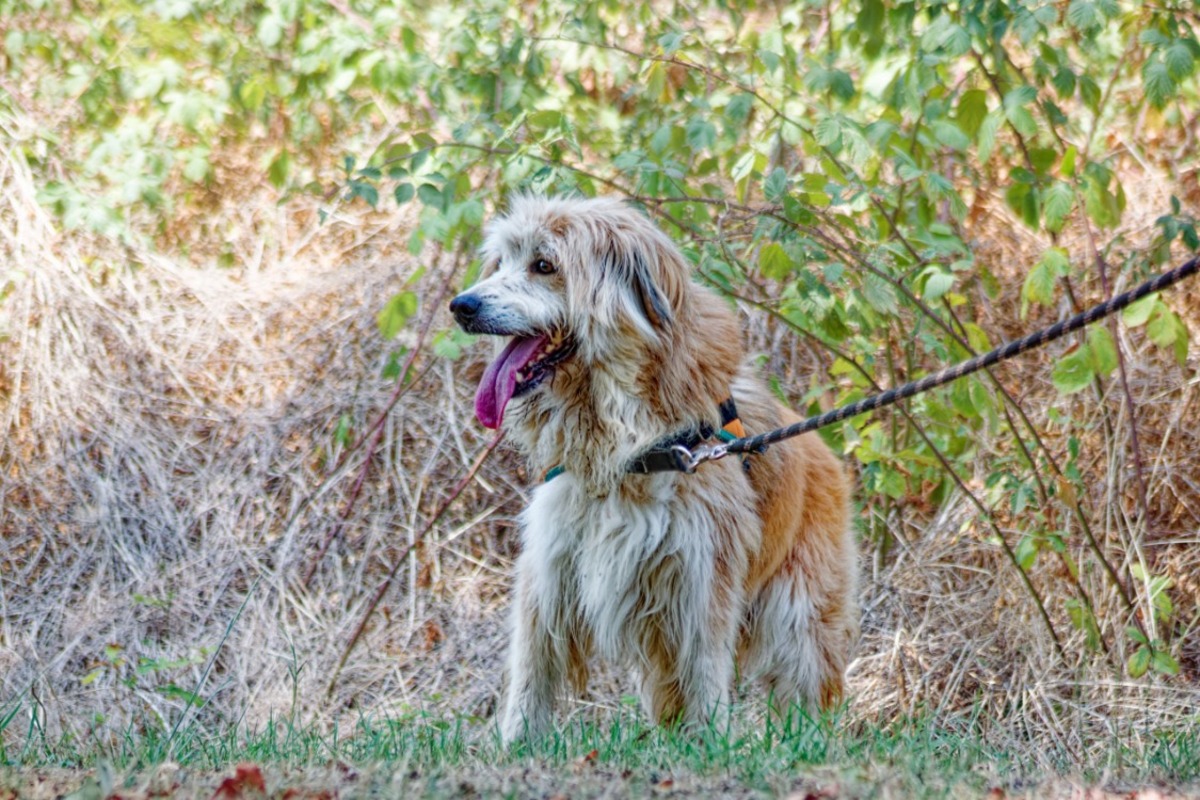 Adoption Filou