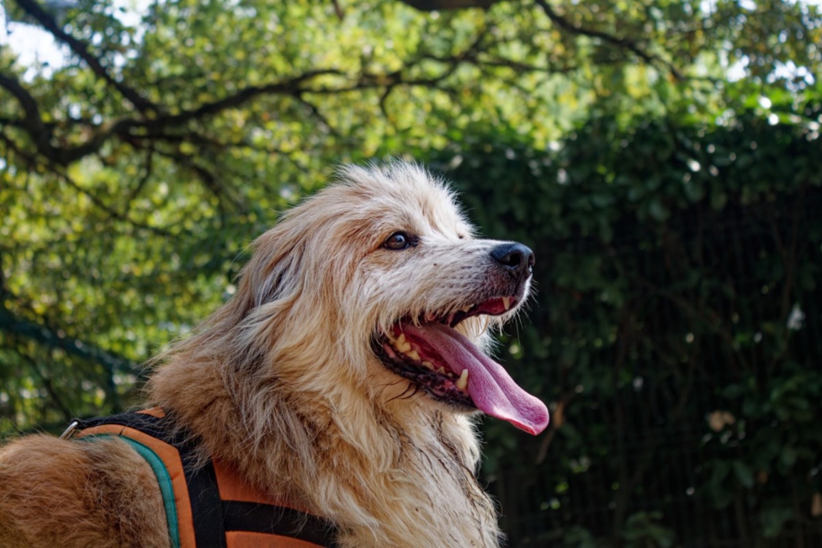 Adoption Filou