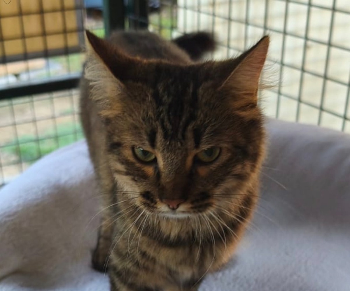 Adoption Prune