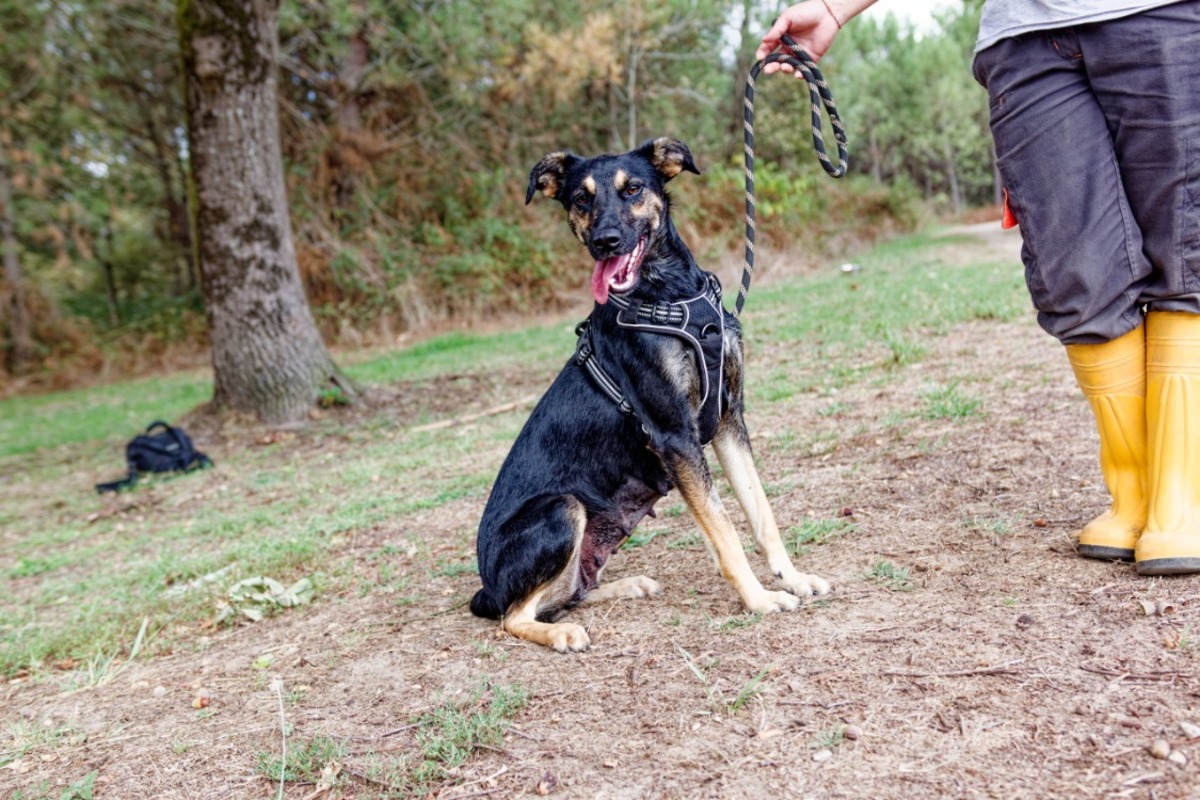 Adoption Ella
