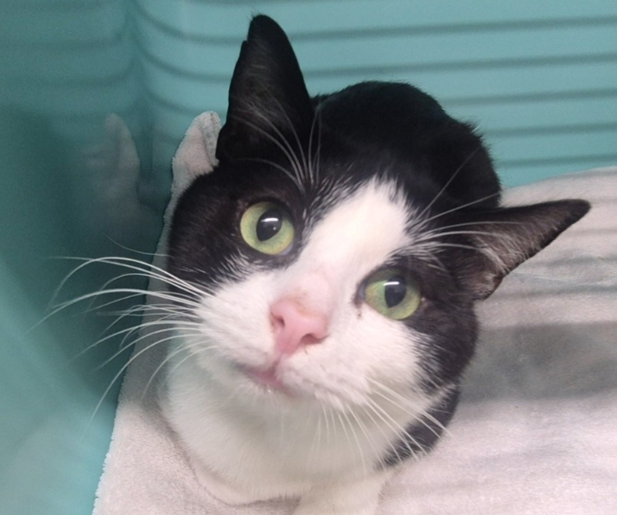 Adoption MERLIN