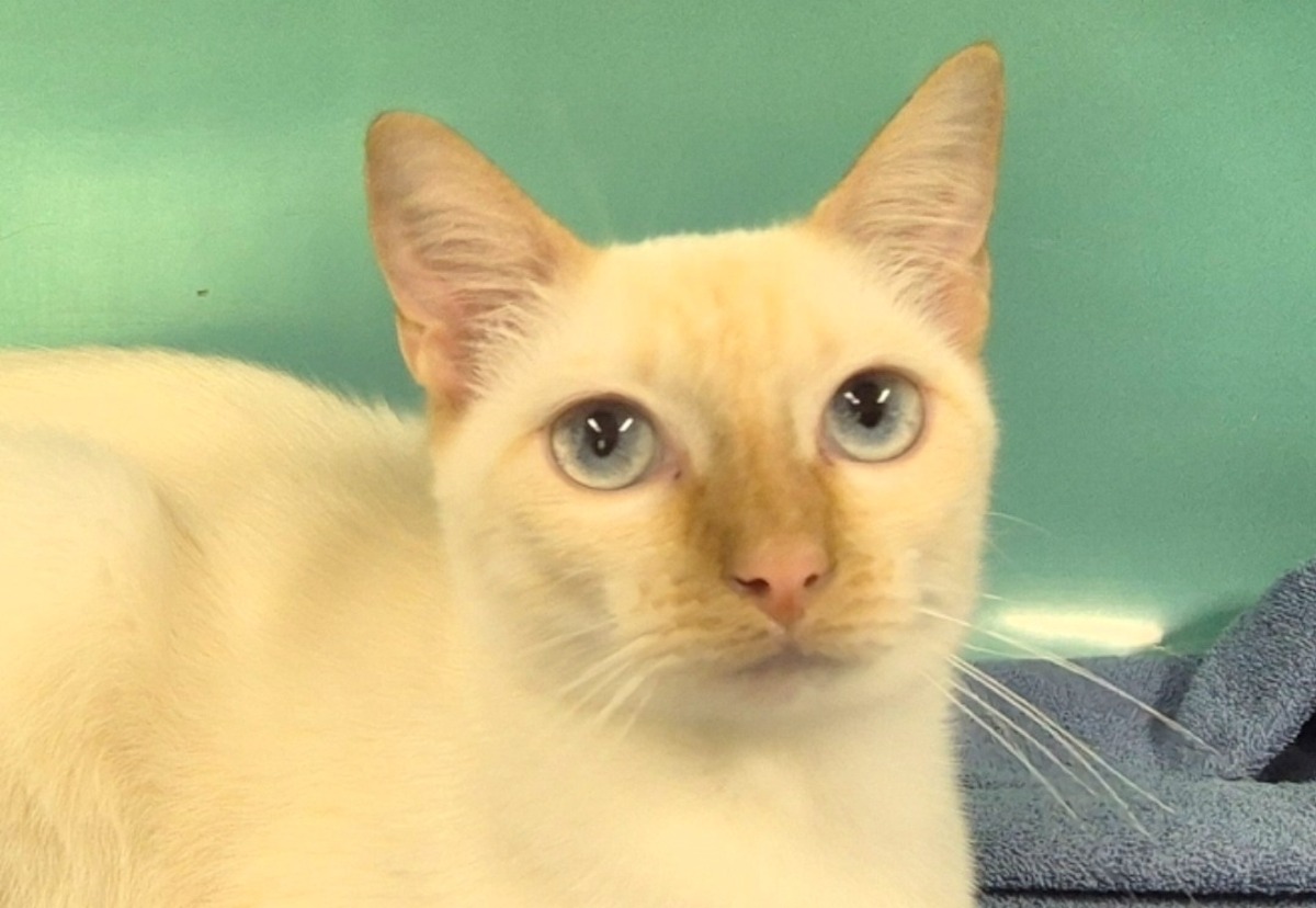 Adoption Lya