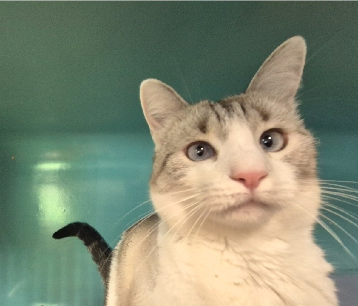 Adoption chipie