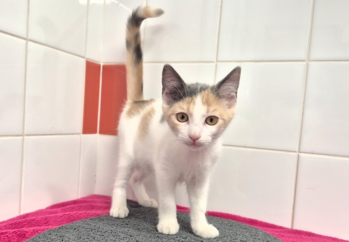 Adoption BIANCA