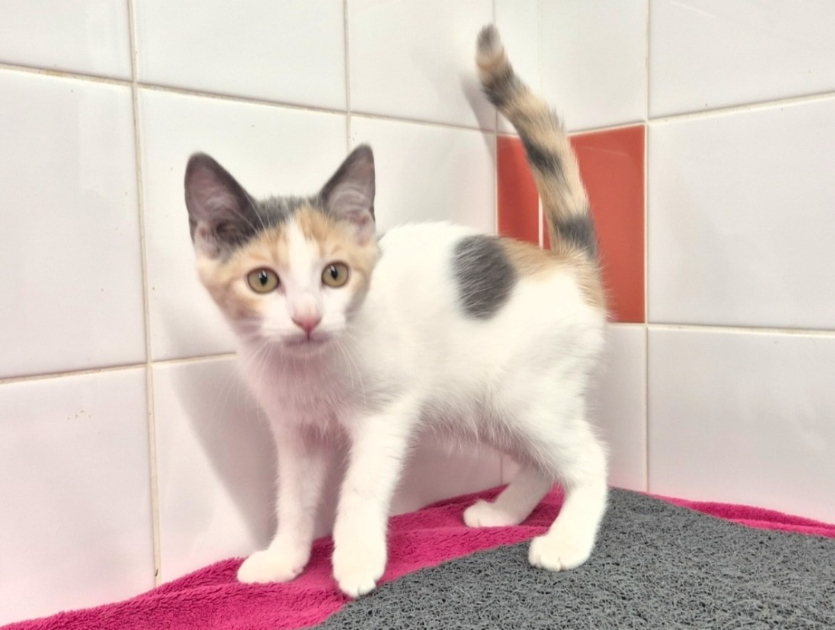 Adoption BIANCA