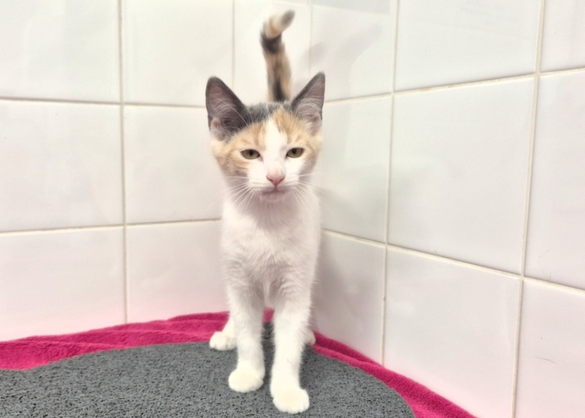Adoption BIANCA