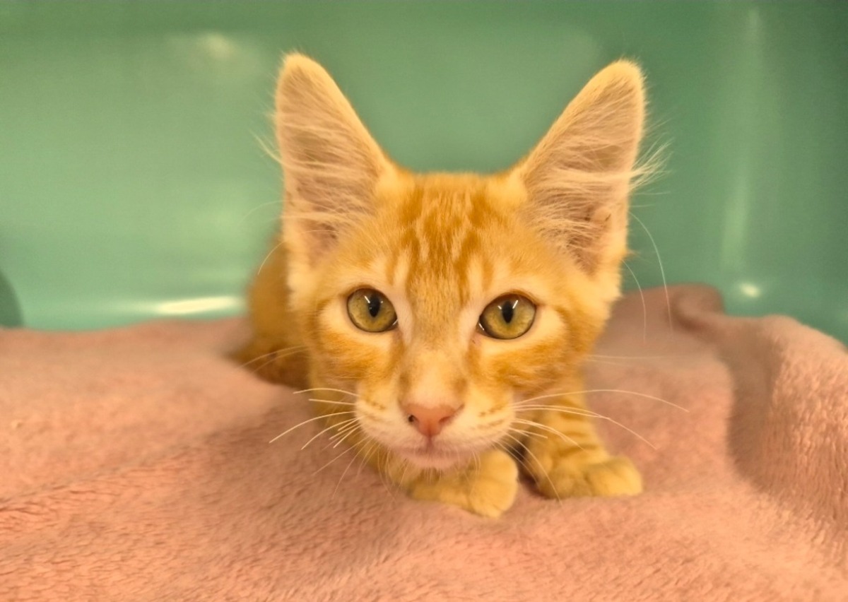 Adoption JAX