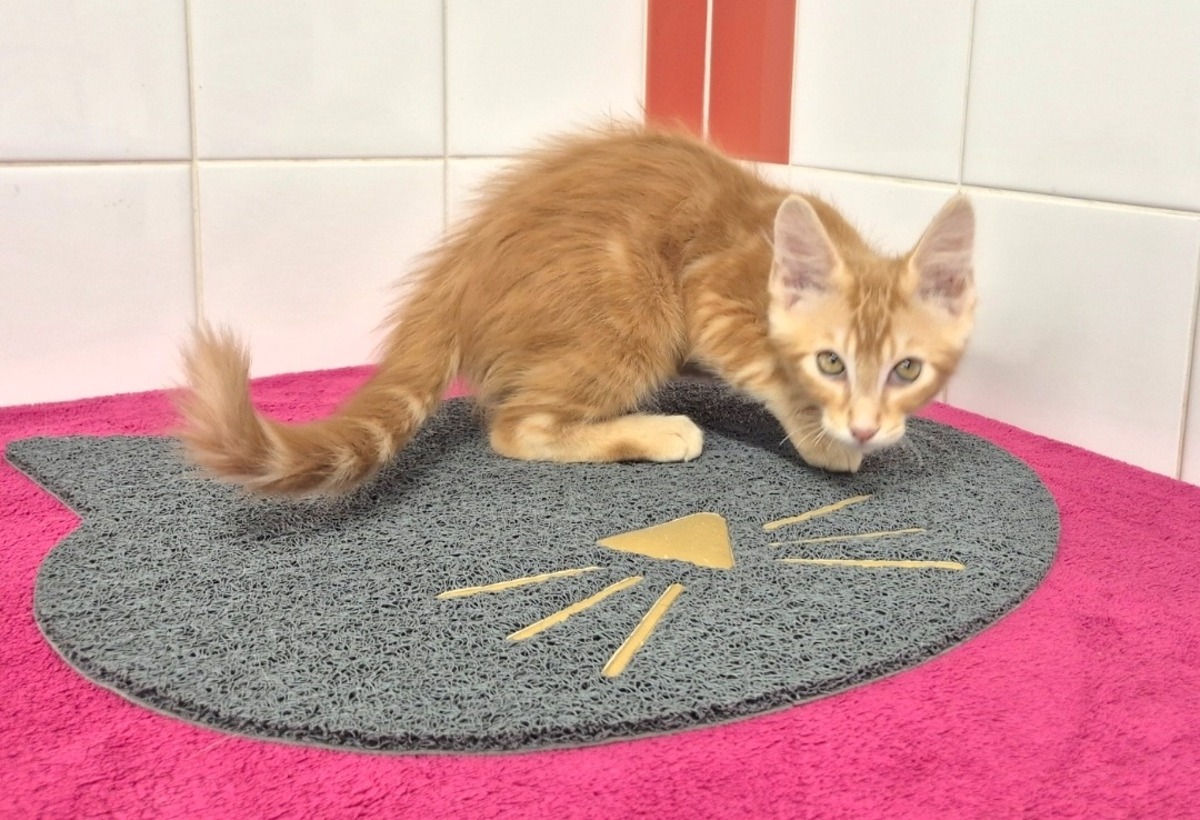 Adoption JAX