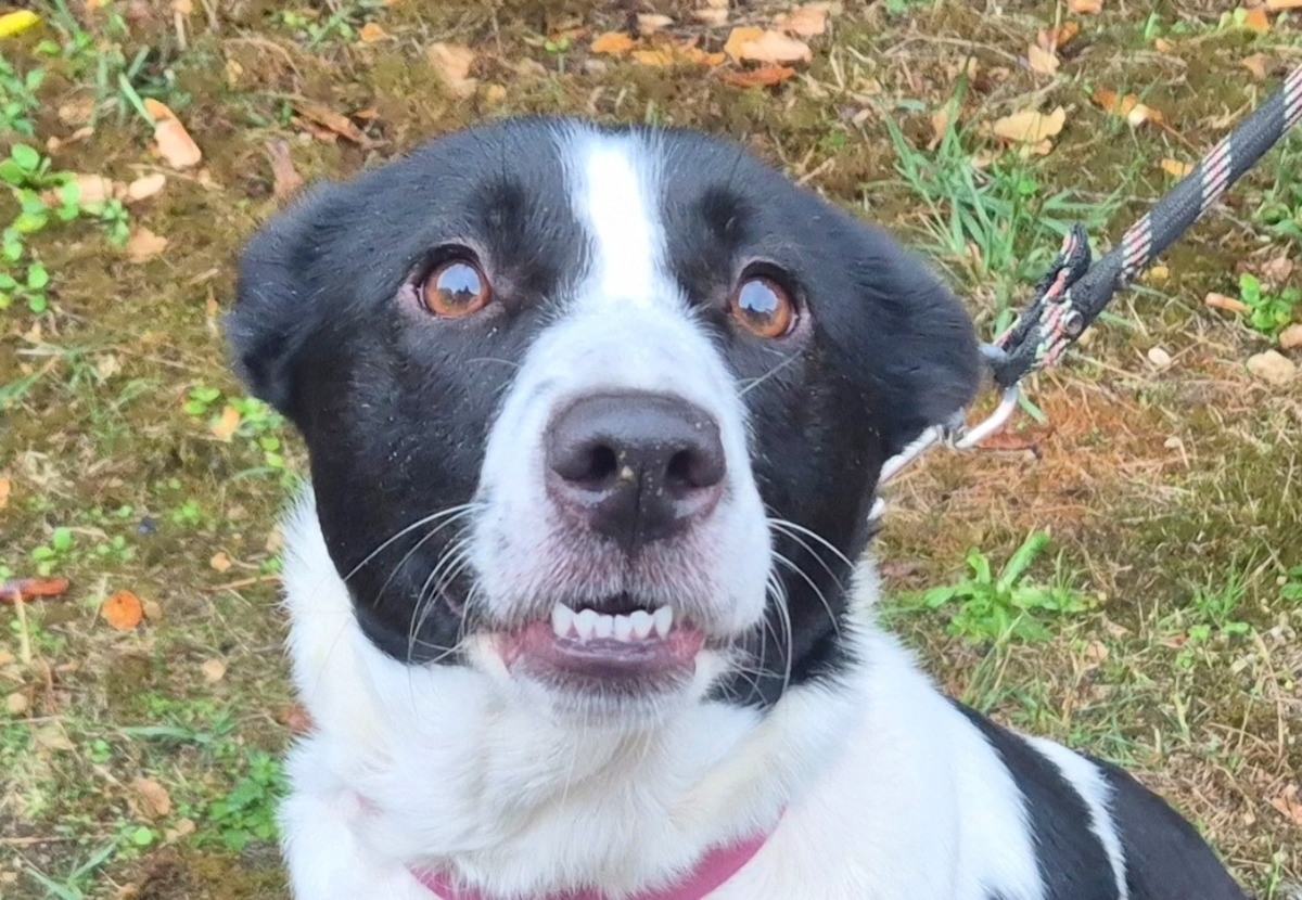 Adoption Olympe