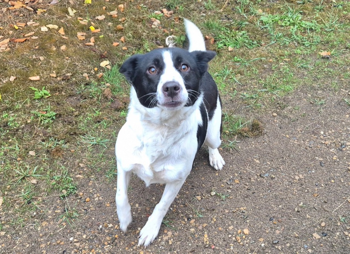 Adoption Olympe