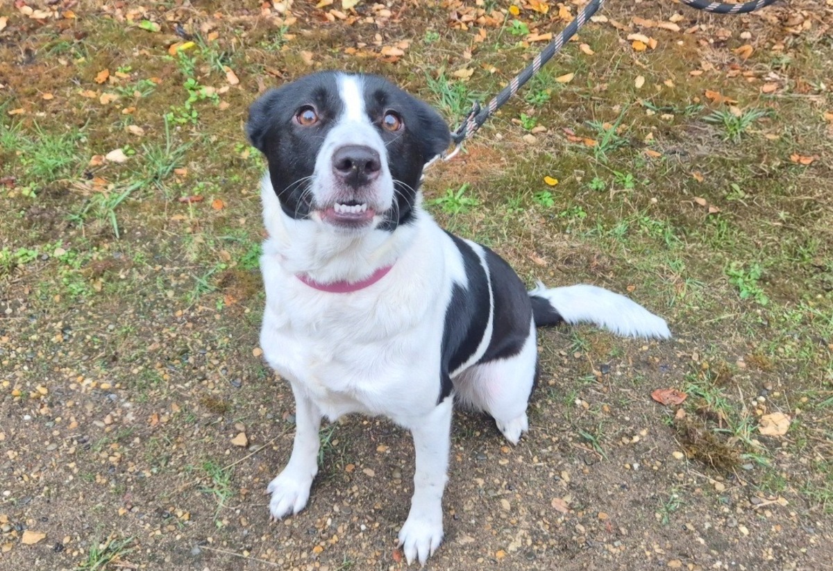 Adoption Olympe