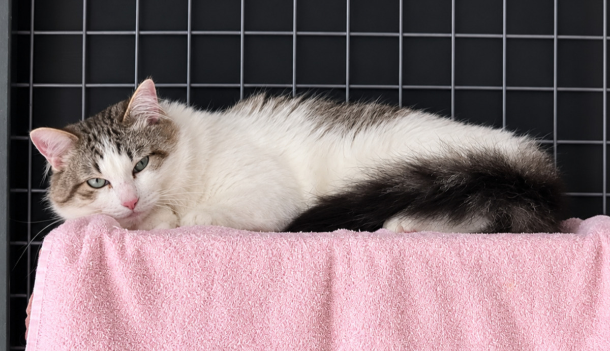 Adoption Coco