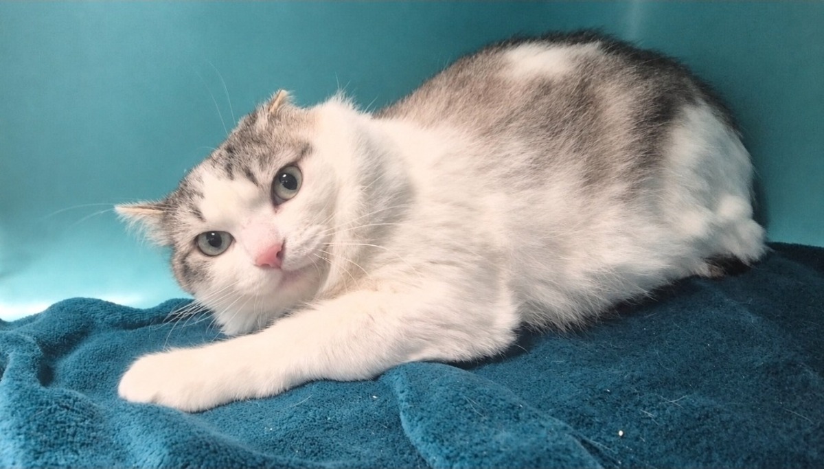 Adoption Coco
