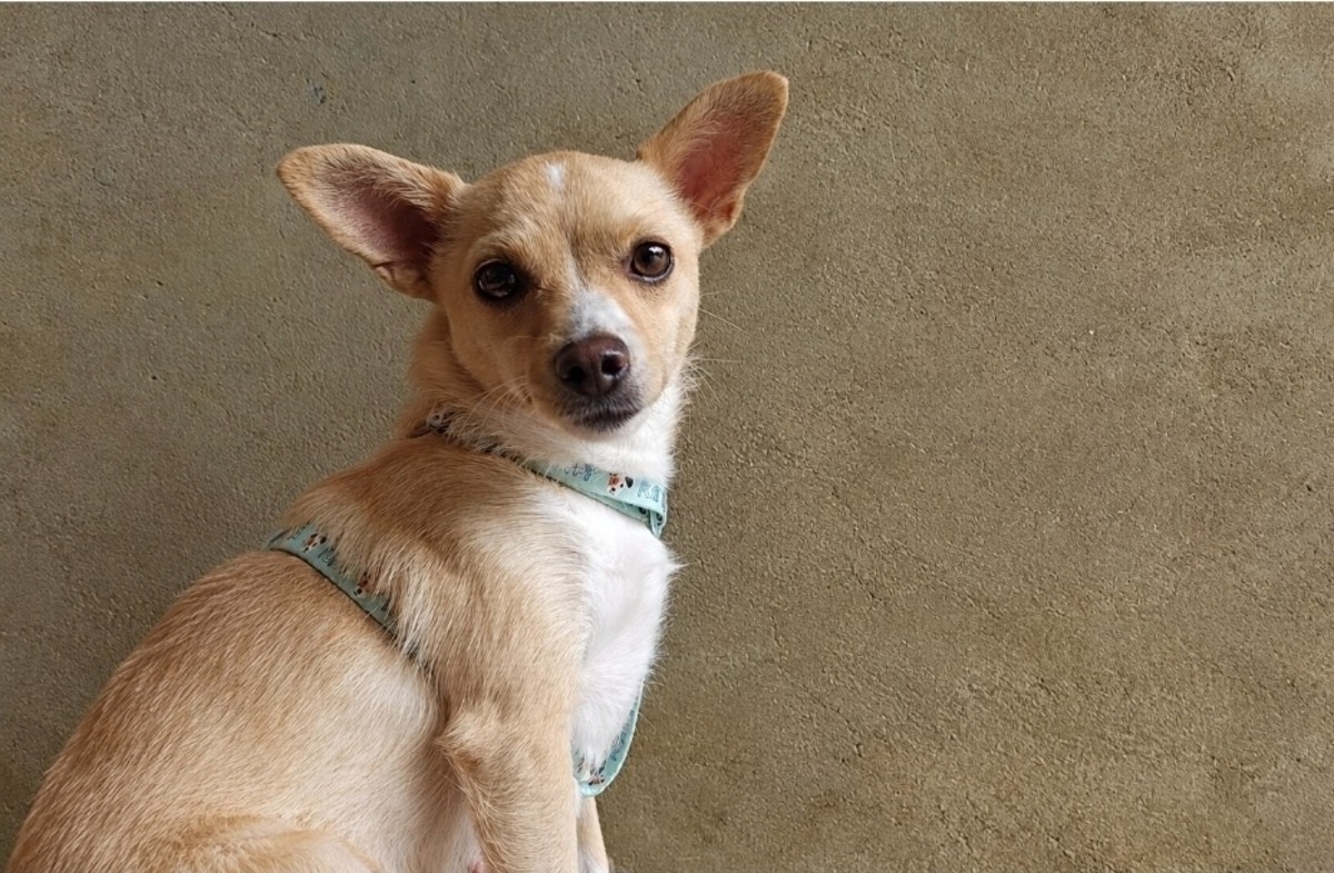 Adoption Chloé