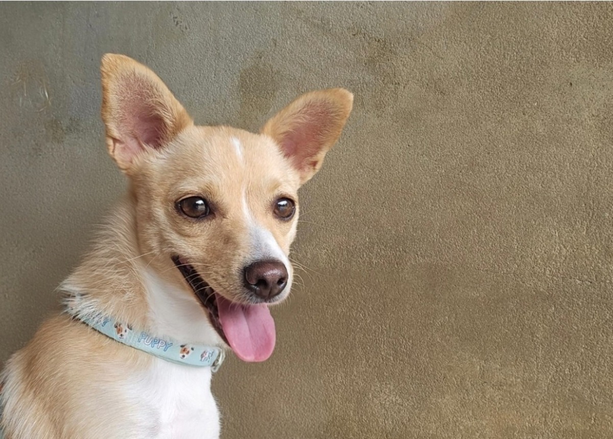 Adoption Chloé