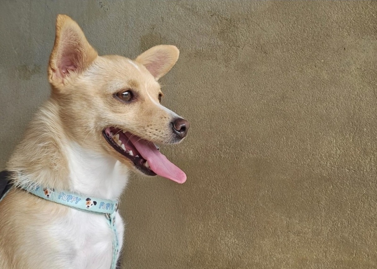 Adoption Chloé