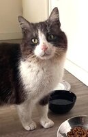 Adopter : Amiral