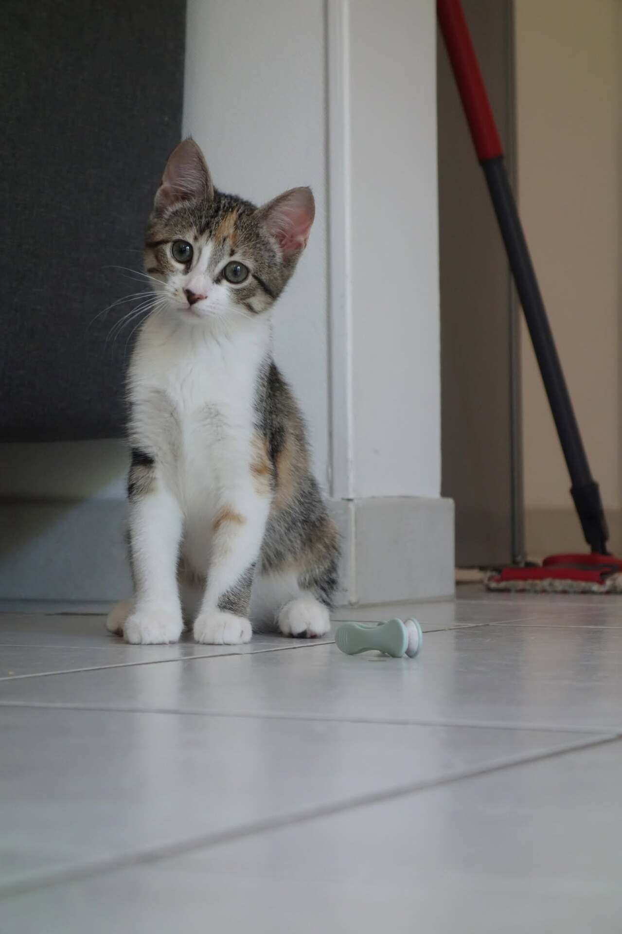 Adopter Laïka