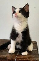 Adopter  chat : Mily