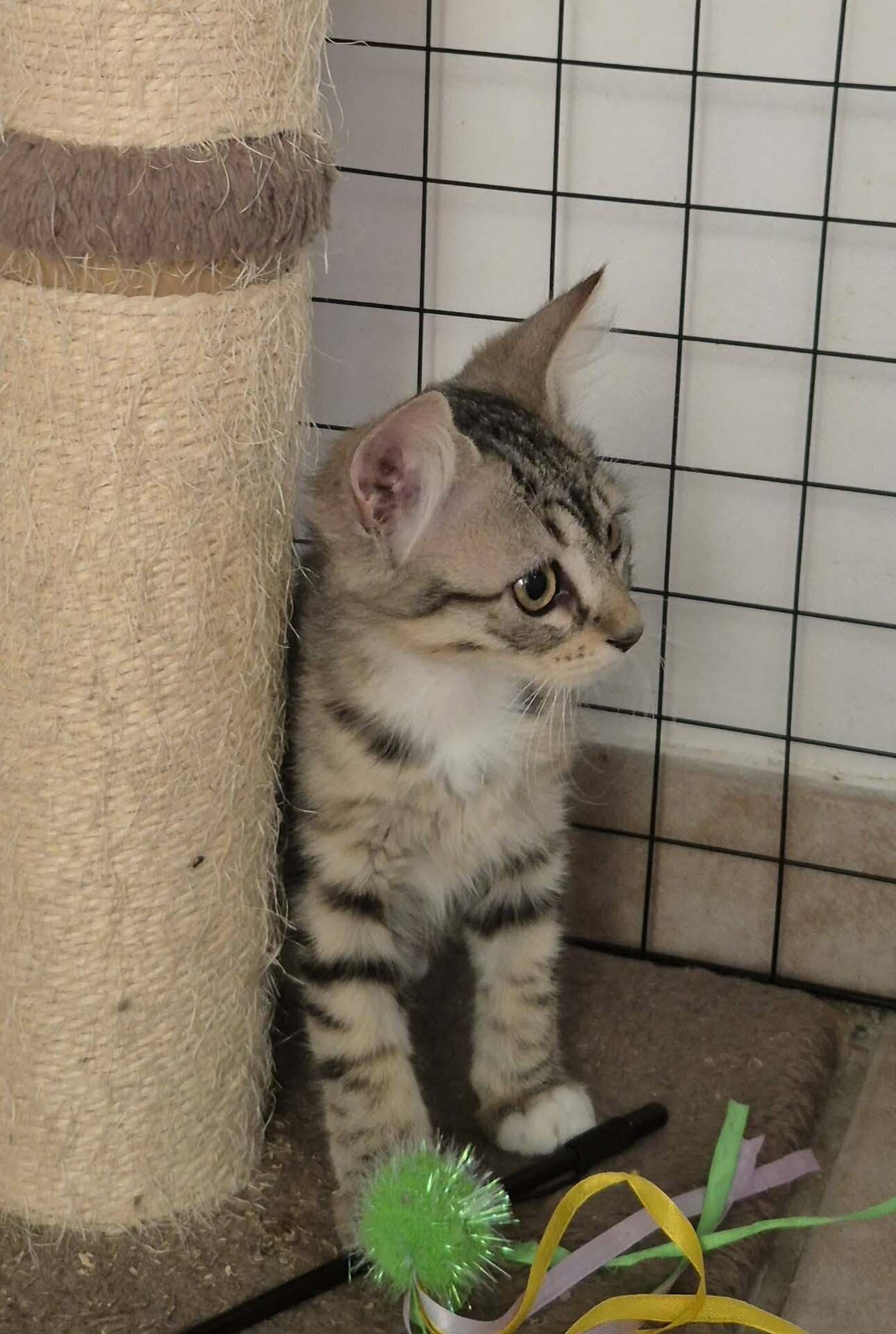 Adopter MIETTE
