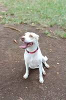Adopter : Dolce