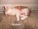 Nougats
