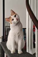 Adopter : Arpège