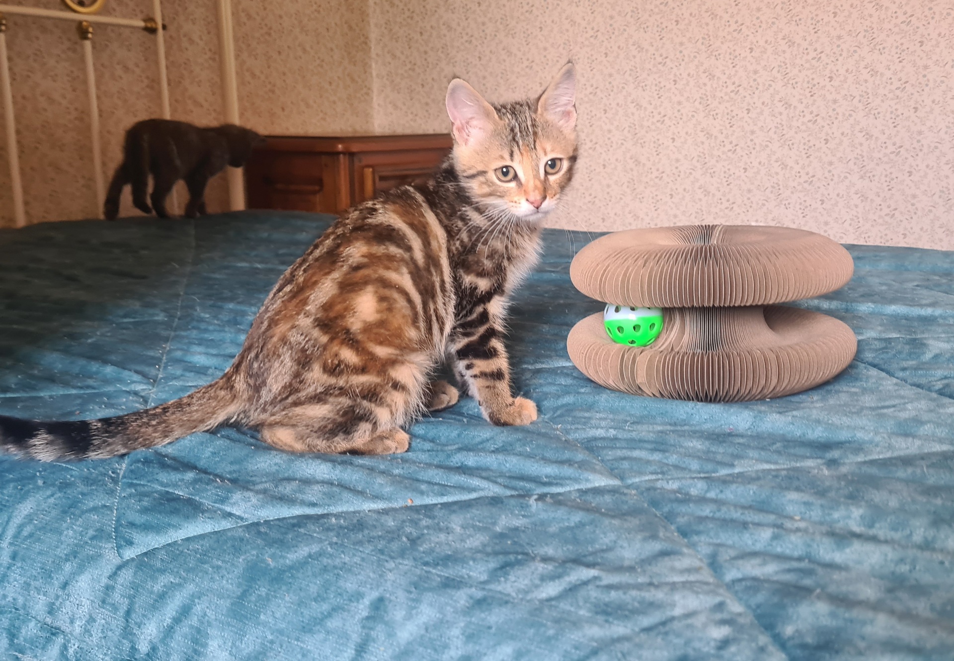 Adoption Salambo