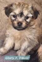 Adopter : GLORY