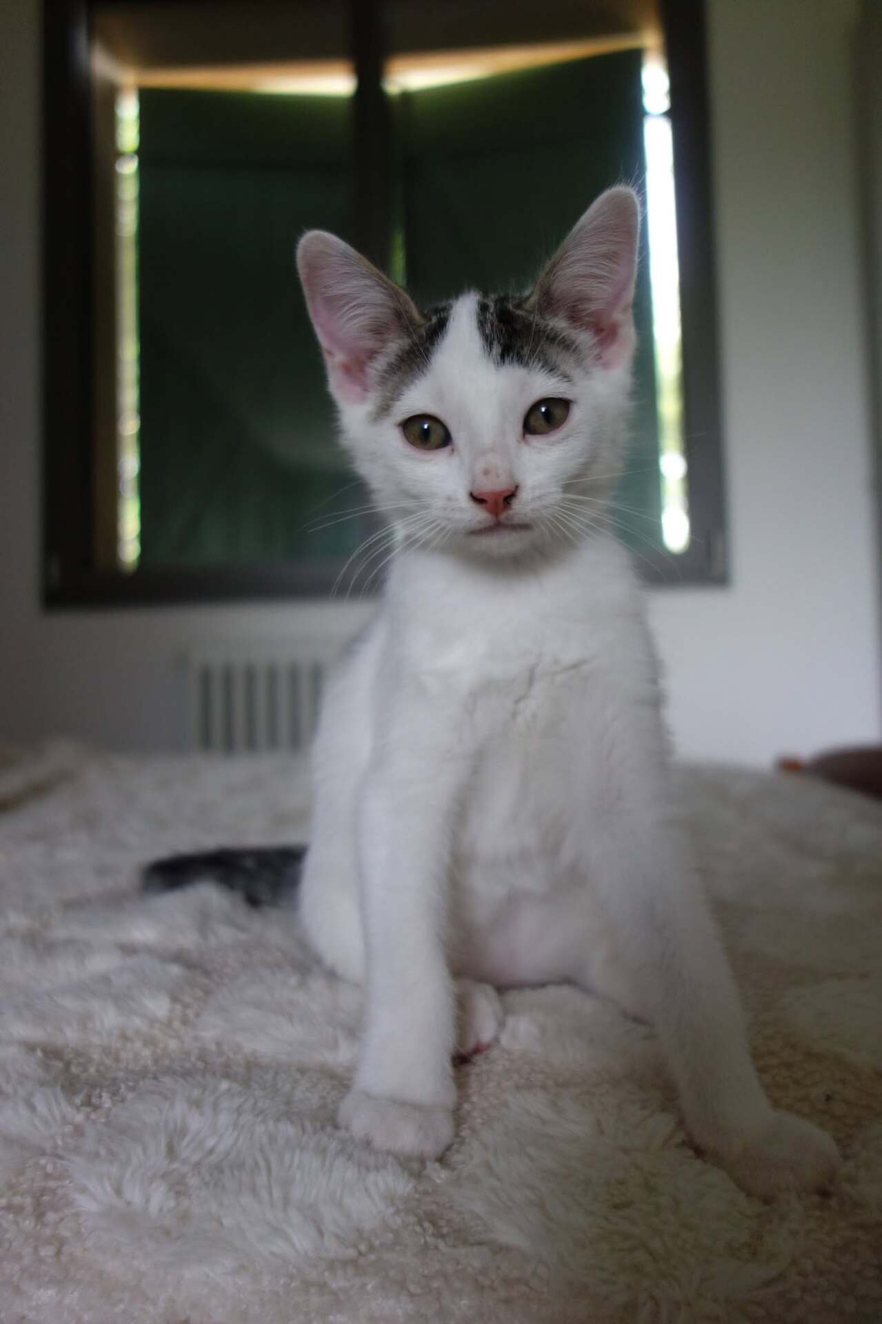 Adopter Jamui