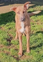 Adopter : Iris