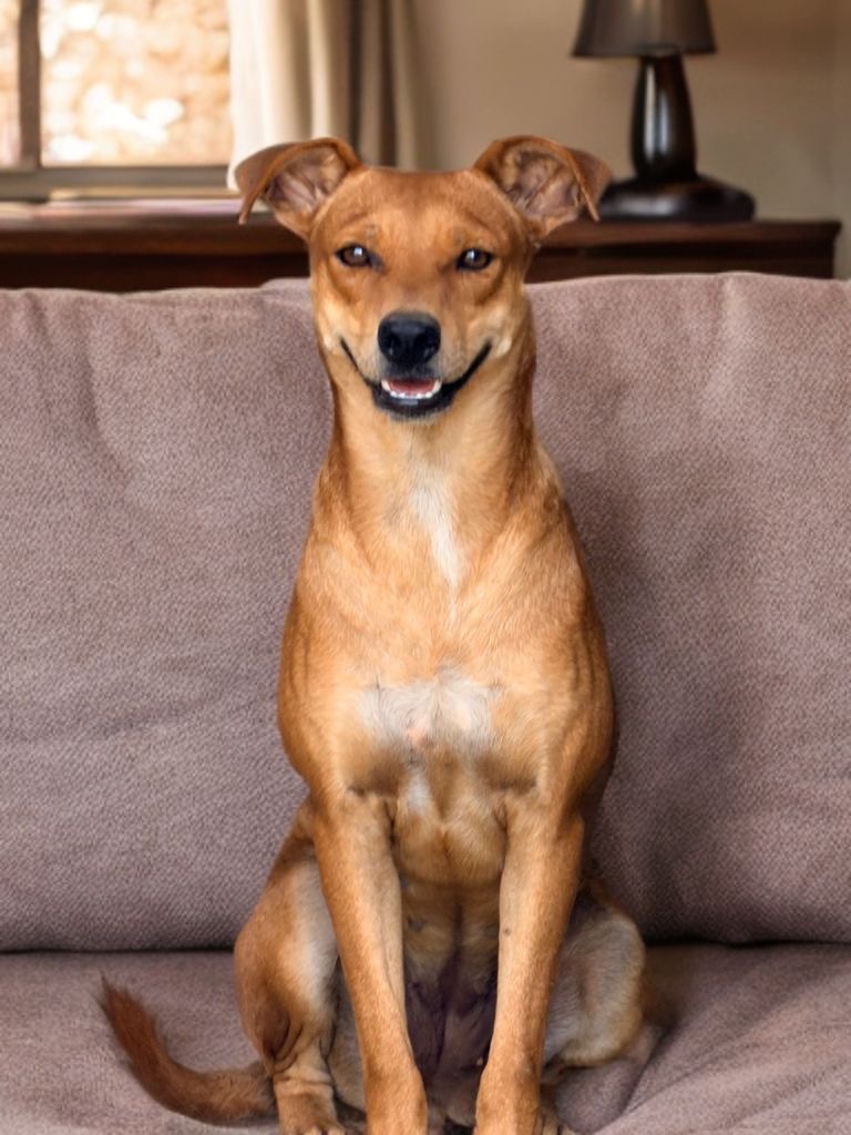 Adopter Rewa