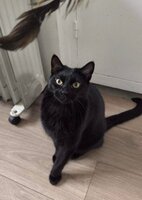 Adopter : Moka