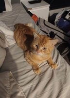 Adopter : Pyros