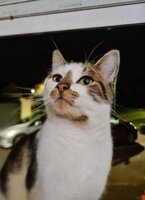 Adopter : Gianni