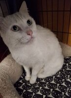 Adopter : Oscar