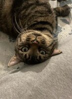 Adopter : Thad