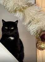 Adopter : Tibo