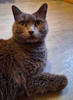 Adopter  chat : Ponpon
