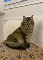 Adopter : Maxou