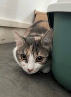 Adopter : Honey