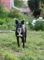 Adopter : Middy