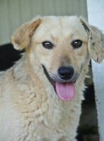 Adopter : Clementine