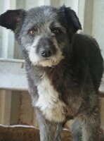 Adopter : Scruffy