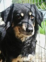 Adopter : Shilow