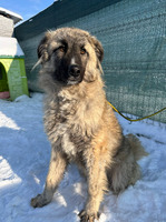 Adopter : Alex