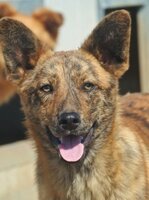 Adopter : Rami