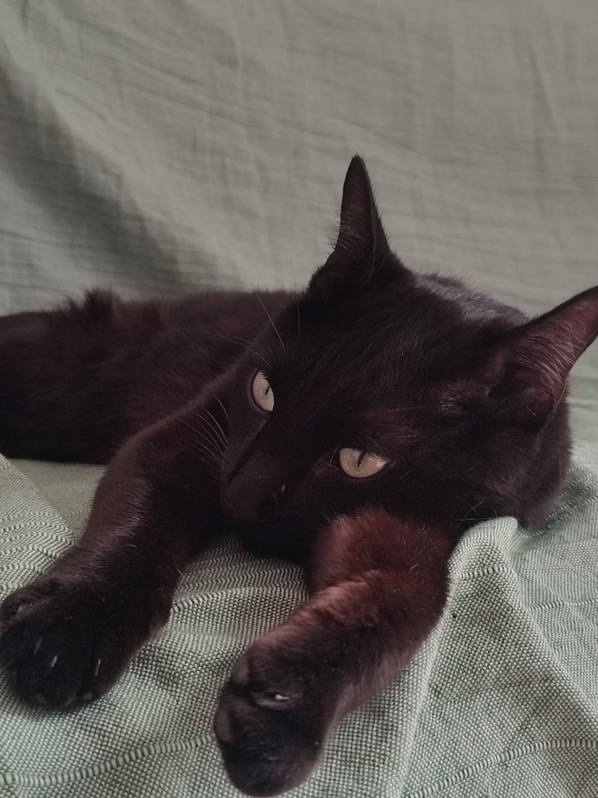Adopter Eclair